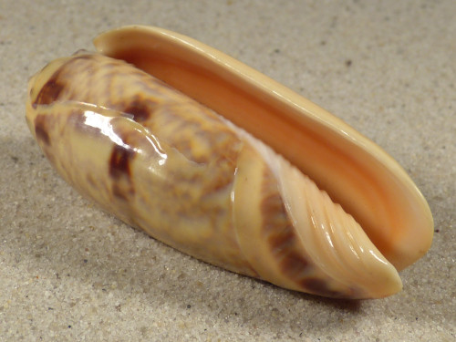 Oliva miniacea PH 6,6cm *unique*