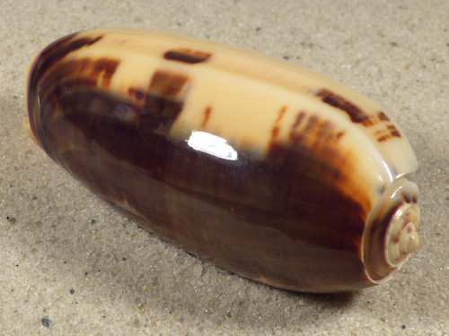 Oliva miniacea PH 6,5cm *unique*