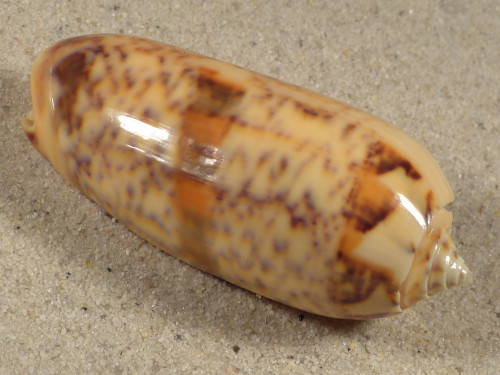 Oliva miniacea PH 6,0cm *unique*