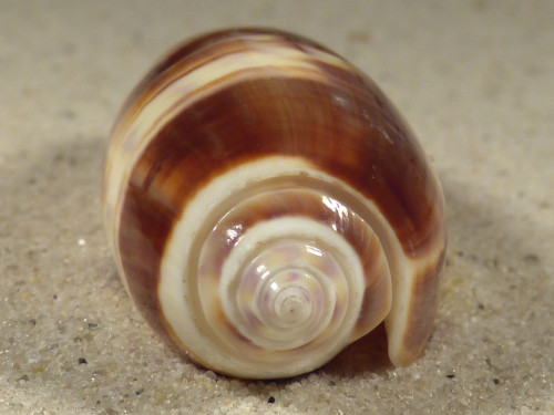 Oliva miniacea PH 6,0cm *Unikat*