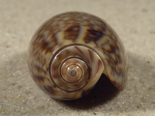 Oliva elegans PH 3,6cm *Unikat*