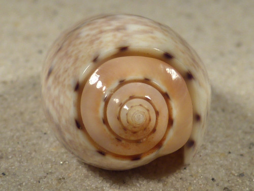 Oliva mantichora MG 5,4cm *unique*