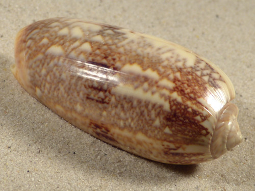 Oliva sericea VN 6,6cm *Unikat*