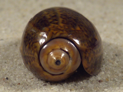Oliva bulbiformis IN 3,0cm *unique*
