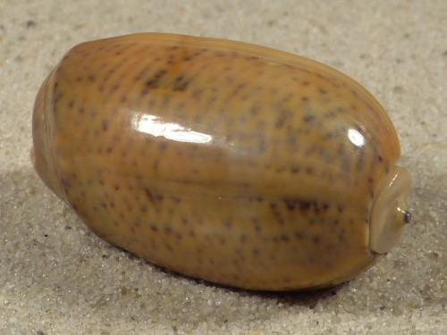 Oliva bulbiformis PH 3,4cm *Unikat*