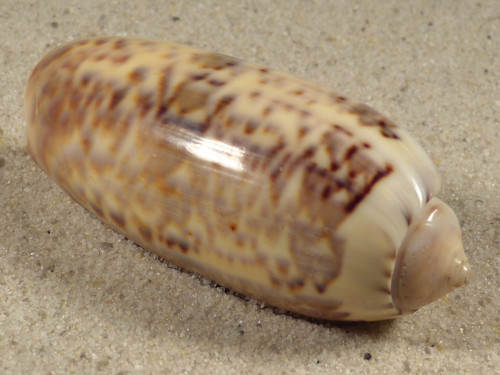 Oliva irisans PH 5,6cm *Unikat*