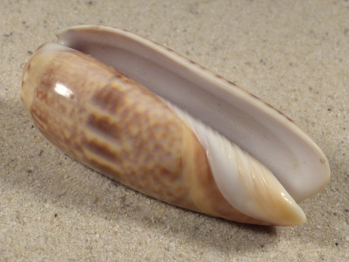 Oliva irisans PH 6,3cm *Unikat*
