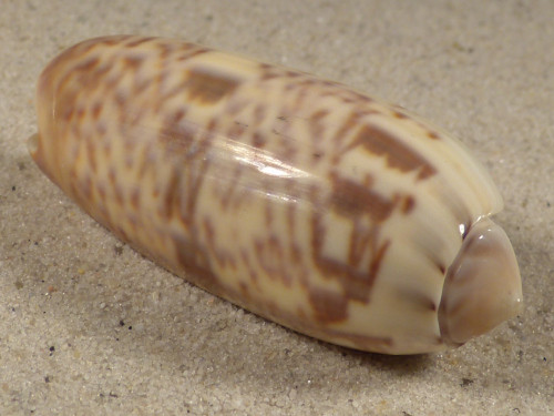Oliva irisans PH 5,5cm *Unikat*
