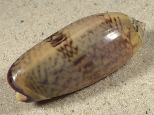 Oliva tremulina IN 6,1cm *Unikat*