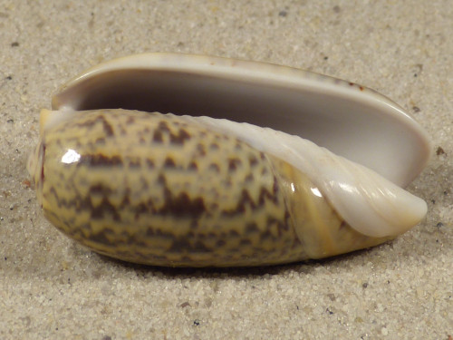 Oliva vidua TH 4,2cm *Unikat*
