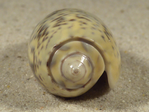 Oliva vidua TH 4,3cm *Unikat*
