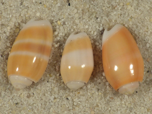 Oliva carneola SB 1,2+cm (x3) ~ Set