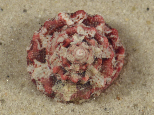 Trochus ferreirai PH 2,3cm *Unikat*