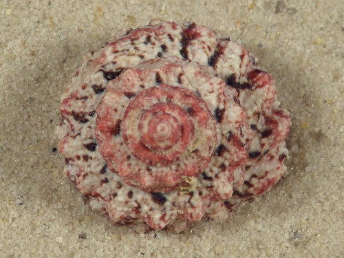 Trochus ferreirai PH 2,4cm *Unikat*