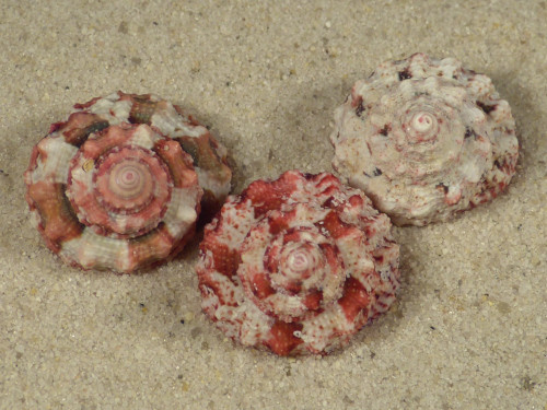 Trochus ferreirai PH 1,9+cm (x3) ~ Farbenset