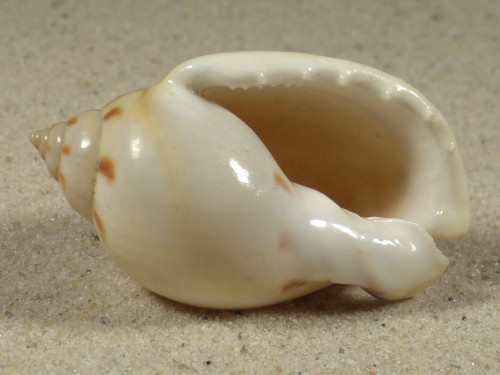 Casmaria ponderosa PH 4,8cm *Unikat*