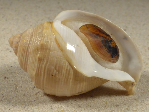 Galeodea echinophora FR-Mediterranean 6,5cm *unique*