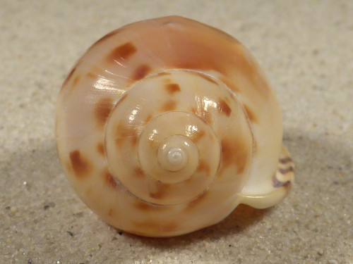 Semicassis iheringi BR 5,1cm *unique*