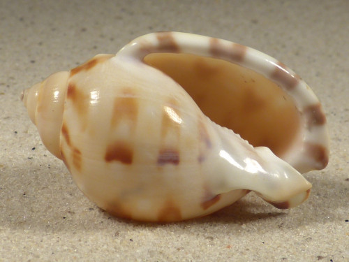 Semicassis iheringi BR 5,0cm *unique*
