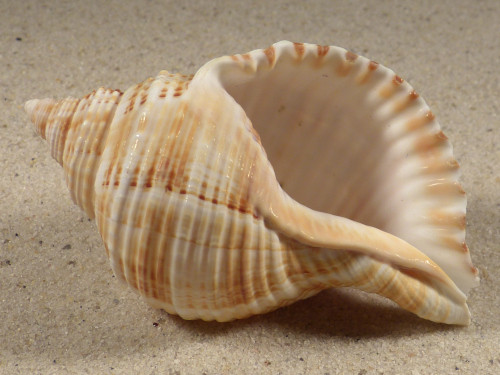Linatella caudata 8,4cm *Unikat*