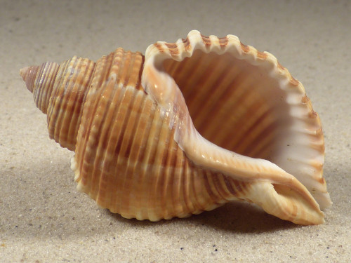 Linatella caudata 7,6cm *Unikat*