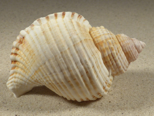 Linatella caudata 8,7cm *unique*