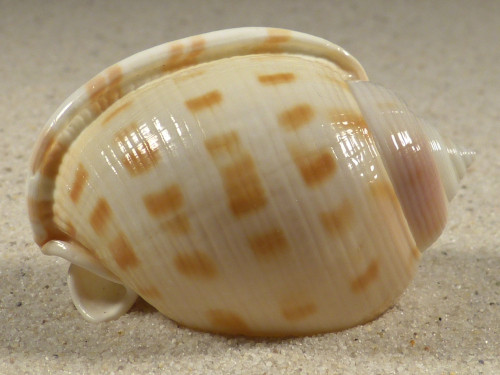 Semicassis bisulcata 5,2cm *Unikat*