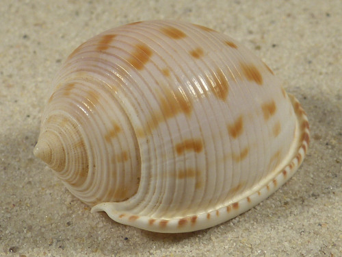 Semicassis japonica 4,6cm *Unikat*