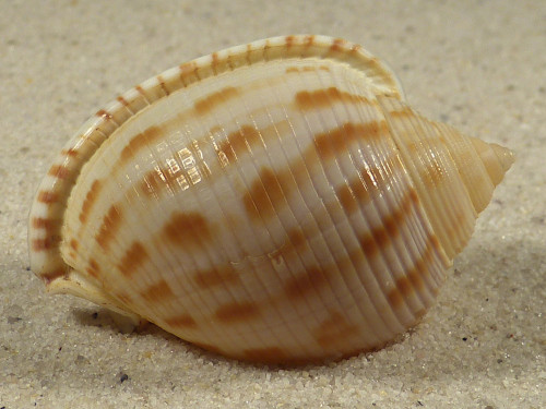 Semicassis japonica 4,3cm *Unikat*