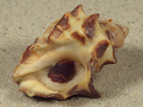 Reishia bitubercularis w/o PH 4,4cm *unique*