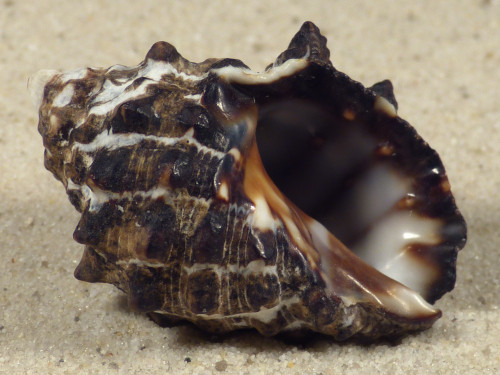 Tylothais virgata TH 4,2cm *Unikat*