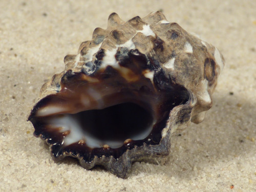 Tylothais virgata TH 3,7cm *unique*