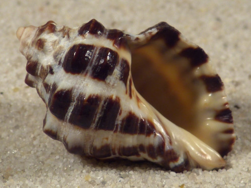 Reishia clavigera VN 2,8cm *unique*