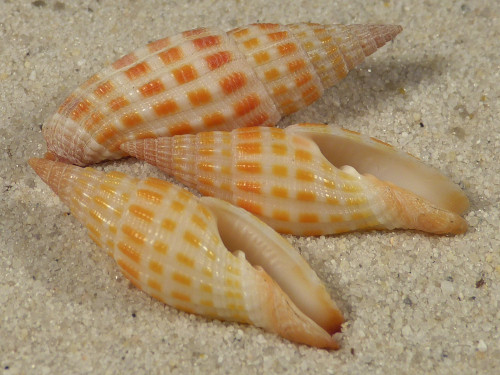 Vexillum stainforthii PH 2,8+cm