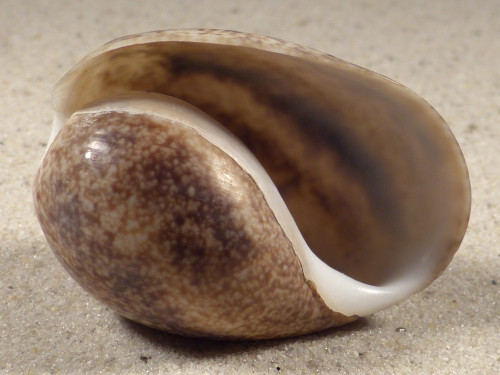Bulla ampulla PH 5,0cm *unique*