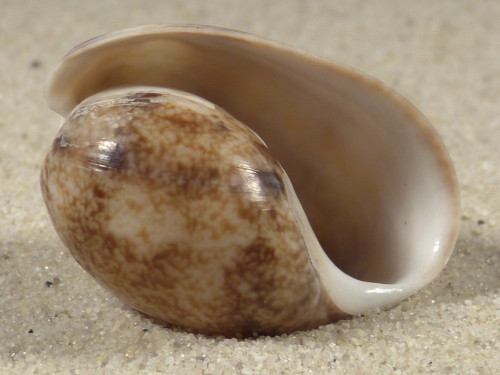 Bulla arabica AE 3,3cm *Unikat*