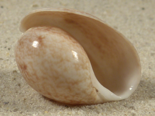 Bulla arabica AE 3,1cm *unique*