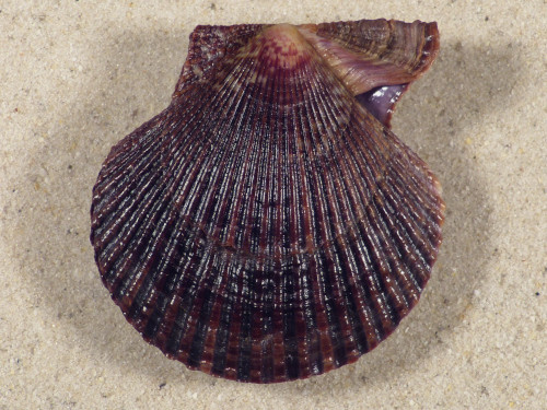 Mimachlamys varia DK 5,0cm *unique*