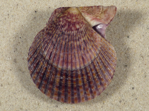 Mimachlamys varia DK 4,8cm *unique*