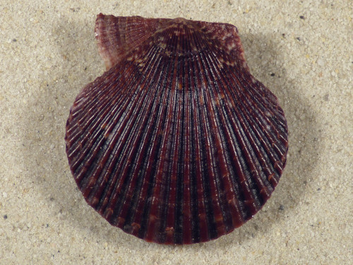 Mimachlamys varia DK 4,6cm *unique*