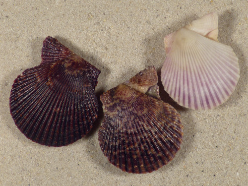 Mimachlamys varia DK 3,5+cm (x3) ~ colour set