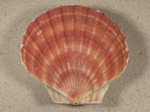 Pecten maximus UK 10,3cm *Unikat*