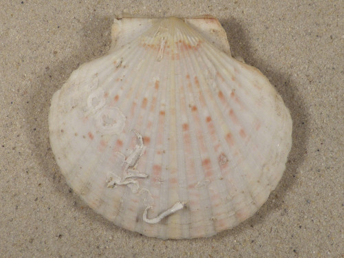 Aequipecten opercularis DK North Sea 7,7cm *unique*