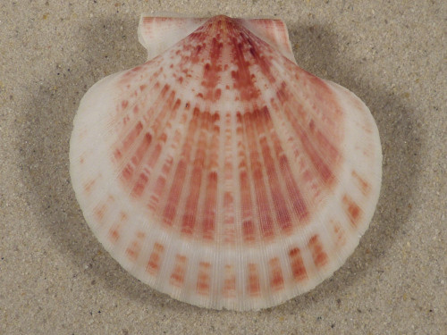 Aequipecten opercularis UK-Irish Sea 6,3cm *unique*