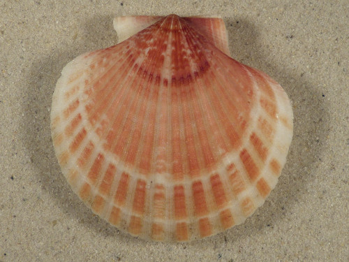Aequipecten opercularis UK-Scottish Sea 7,0cm *unique*