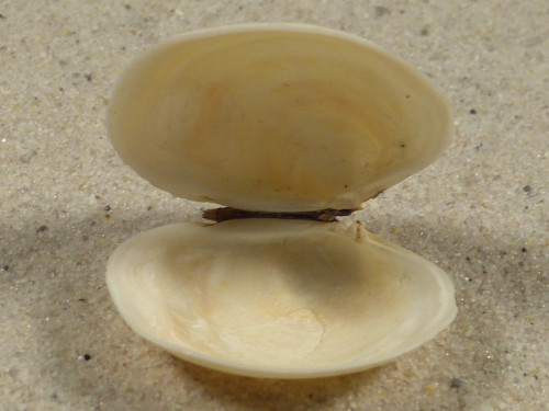 Mysia undata DK-Kattegat 2,8cm *Unikat*