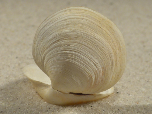 Mysia undata DK-Kattegat 2,8cm *Unikat*