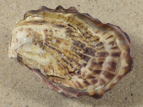 Magallana gigas DK 6,9cm *unique*