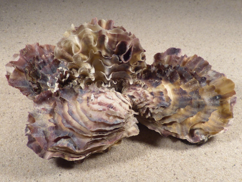 Magallana gigas DK 14,8cm *cluster* on stone