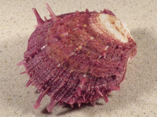 Spondylus multisetosus PH 8,7cm *unique*